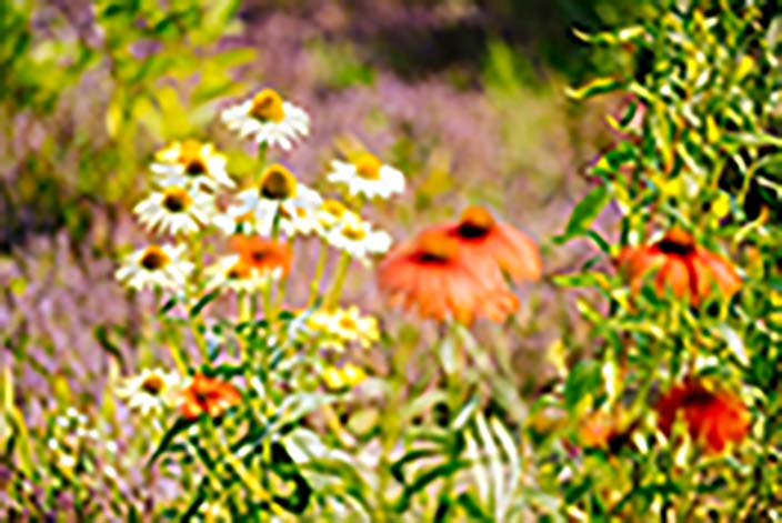 Naturnahe Gestaltung eines Gartens